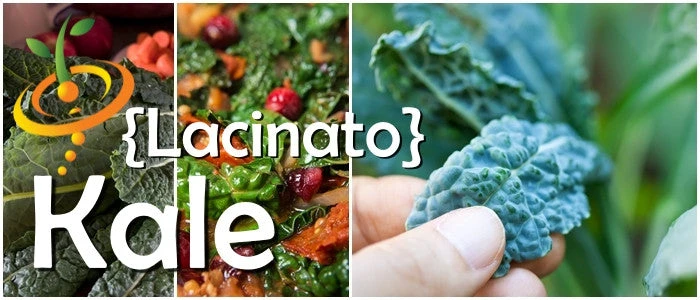 Kale - Lacinato "Dinosaur" Tuscan 7 Kale - Lacinato "Dinosaur" Tuscan - Image 5