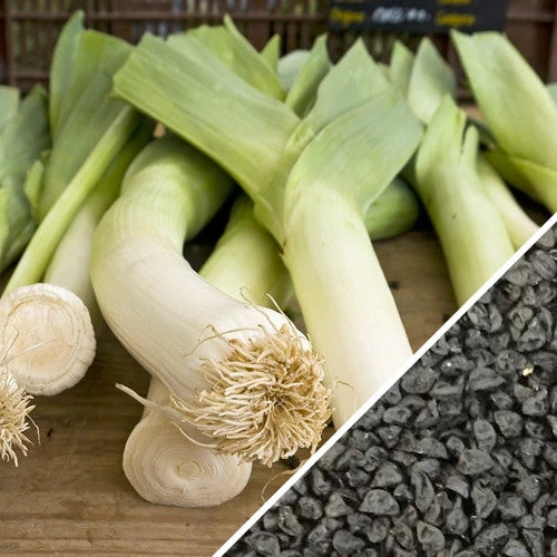 Leek - Carentan 8 Leek - Carentan - Image 6