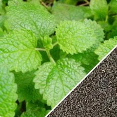 All-in-One Mosquito Repellent Garden Variety Pack 13 All-in-One Mosquito Repellent Garden Variety Pack - Image 12