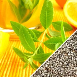 Mint - Lemon 18 Mint - Lemon -Speed now Lemon Mint Seeds Now