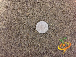 Lettuce - All Year Round -Speed now Lettuce All Year Round seeds 4