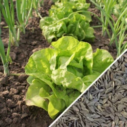Lettuce - All Year Round -Speed now Lettuce All Year Round seeds main