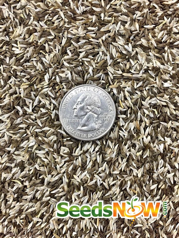 Lettuce - Gourmet/Mesclun Mix 10 Lettuce - Gourmet/Mesclun Mix - Image 8