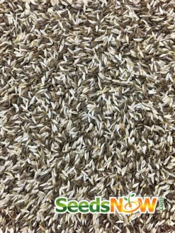 Lettuce - Gourmet/Mesclun Mix 16 Lettuce - Gourmet/Mesclun Mix -Speed now Lettuce Gourmet Mesclun Mix seeds 3