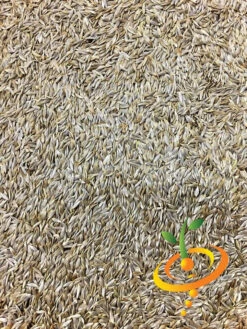 Lettuce - Iceberg 20 Lettuce - Iceberg -Speed now Lettuce Iceberg seeds 1