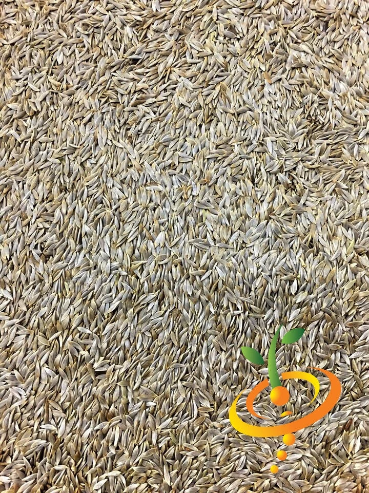 Lettuce - Iceberg 11 Lettuce - Iceberg - Image 9