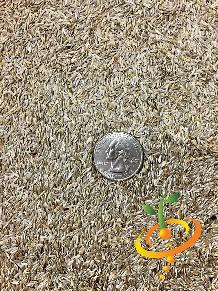 Lettuce - Iceberg 12 Lettuce - Iceberg - Image 10