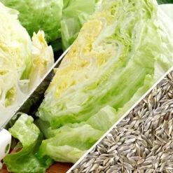Lettuce - Iceberg 19 Lettuce - Iceberg -Speed now Lettuce Iceberg seeds 28ecc38a a5ec 458d 95db 316cf0949cad