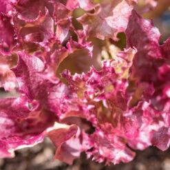 Lettuce - Lollo Rossa -Speed now Lettuce Lollo Rossa seeds