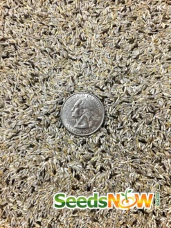 Lettuce - Lollo Rossa -Speed now Lettuce Lollo Rossa seeds 2