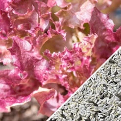Lettuce - Lollo Rossa -Speed now Lettuce Lollo Rossa seeds 7d69d228 19f7 4796 b30e 453b34e5e576