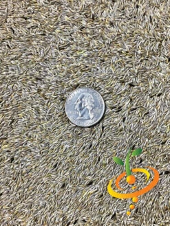 Lettuce - Romaine, Classic "Paris Island Cos" 20 Lettuce - Romaine, Classic "Paris Island Cos" -Speed now Lettuce Romaine Classic seeds 1