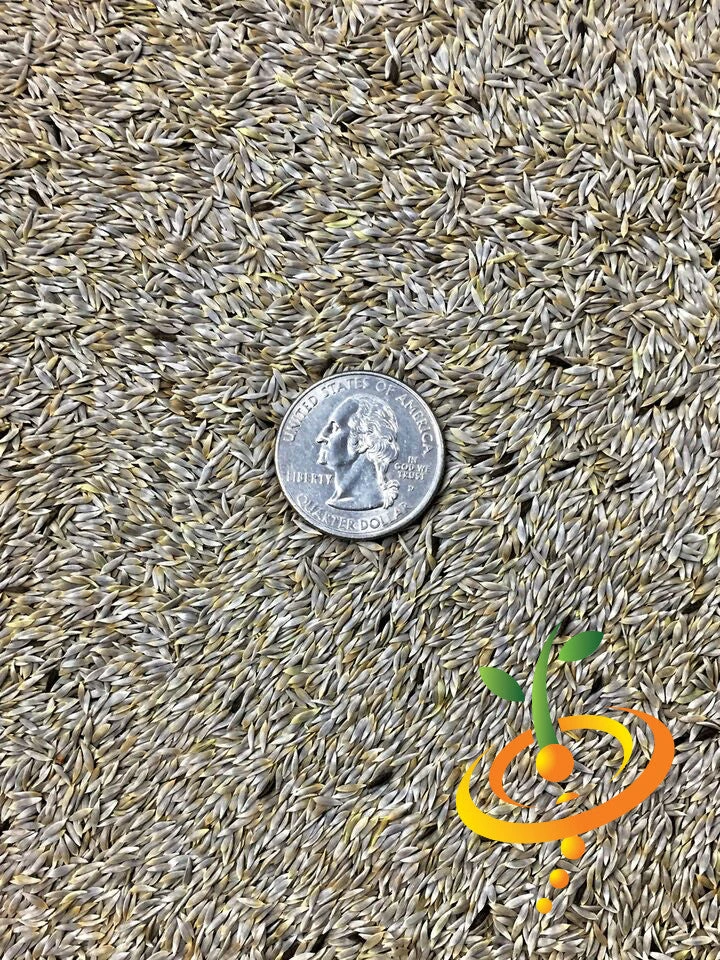 Lettuce - Romaine, Classic "Paris Island Cos" 11 Lettuce - Romaine, Classic "Paris Island Cos" - Image 9