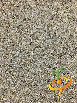 Lettuce - Romaine, Classic "Paris Island Cos" 19 Lettuce - Romaine, Classic "Paris Island Cos" -Speed now Lettuce Romaine Classic seeds 4