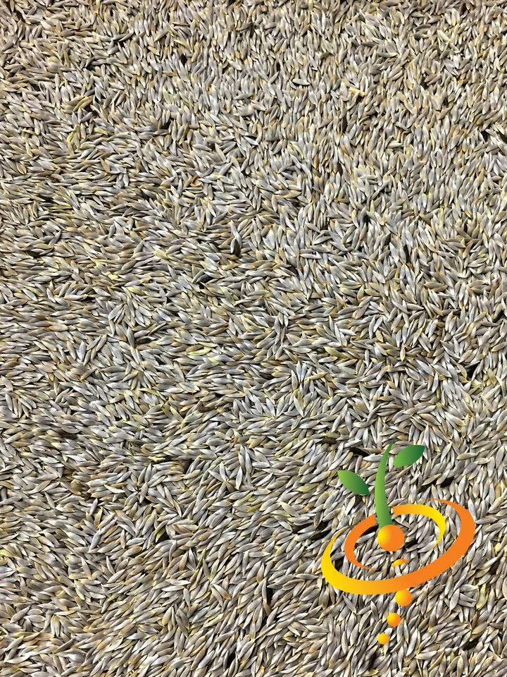 Lettuce - Romaine, Classic "Paris Island Cos" 10 Lettuce - Romaine, Classic "Paris Island Cos" - Image 8