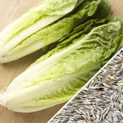 Lettuce - Romaine, Classic "Paris Island Cos" 17 Lettuce - Romaine, Classic "Paris Island Cos" -Speed now Lettuce Romaine Classic seeds f159689d 2dad 4c23 af7d 231afec59ad9