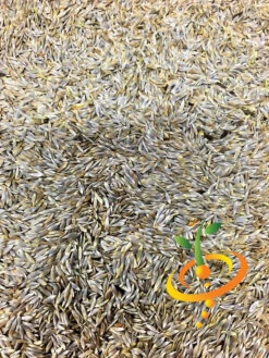 Lettuce - Romaine, Dark Green 20 Lettuce - Romaine, Dark Green -Speed now Lettuce Romaine Dark Green seeds 3