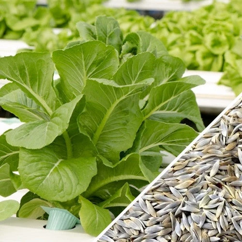 Lettuce - Romaine, Dark Green 10 Lettuce - Romaine, Dark Green - Image 8