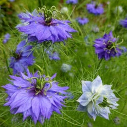 Flowers - Love-in-a-Mist