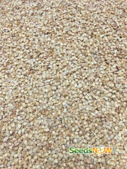 Pepper (Hot) - Purple Tiger 🔥🔥 15 Pepper (Hot) - Purple Tiger 🔥🔥 -Speed now M1BcQyuQkoaZzPDePSq5yRpkXFyyv2StlTqB4ofSCrg