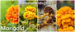Marigold - Crackerjack Mix 9 Marigold - Crackerjack Mix -Speed now Marigolds