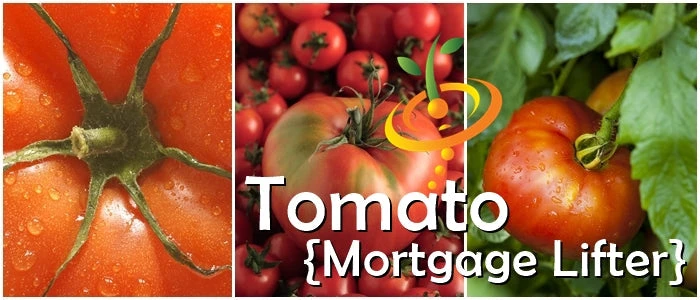 Tomato - Mortgage Lifter (Indeterminate) 7 Tomato - Mortgage Lifter (Indeterminate) - Image 5