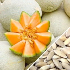 Melon (Cantaloupe) - Planters Jumbo 19 Melon (Cantaloupe) - Planters Jumbo -Speed now Melon Planters Jumbo seeds