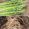 Asparagus (Crowns/Roots) - Millennium (Organic) 1 Asparagus (Crowns/Roots) - Millennium (Organic) -Speed now MilleniumAsparagusRoots