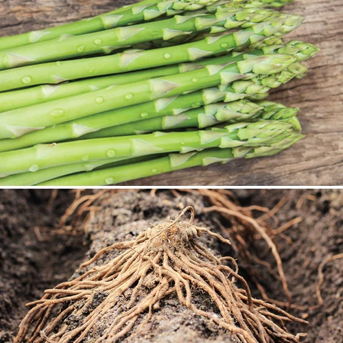 Asparagus (Crowns/Roots) - Millennium (Organic) 3 Asparagus (Crowns/Roots) - Millennium (Organic)