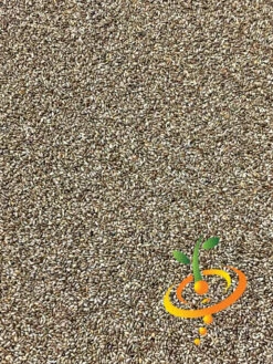 Mint - Lemon 19 Mint - Lemon -Speed now Mint Lemon seeds 2