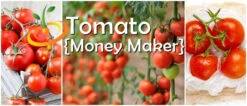 Tomato - Money Maker (Indeterminate) 16 Tomato - Money Maker (Indeterminate) -Speed now Moneymaker Tomato