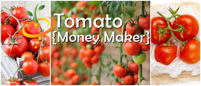 Tomato - Money Maker (Indeterminate) 7 Tomato - Money Maker (Indeterminate) - Image 5