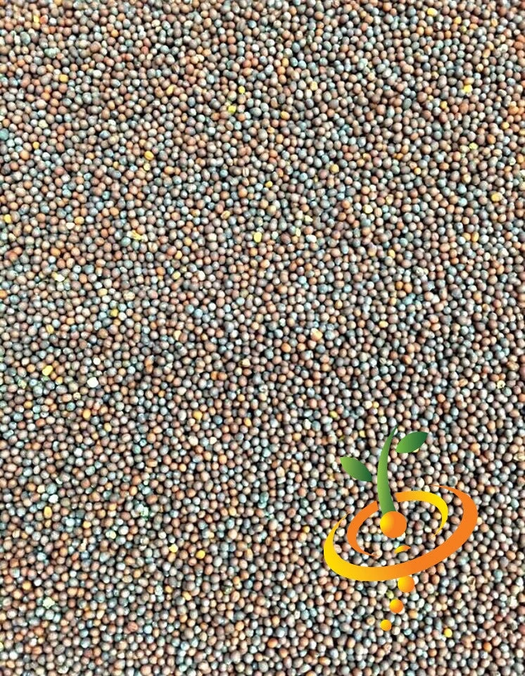 Mustard - Giant Red 9 Mustard - Giant Red - Image 7