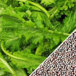 Mustard - Old Fashion 19 Mustard - Old Fashion -Speed now Mustard Old Fashion seeds