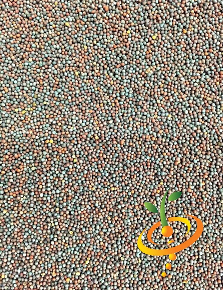 Mustard - Old Fashion 12 Mustard - Old Fashion - Image 10