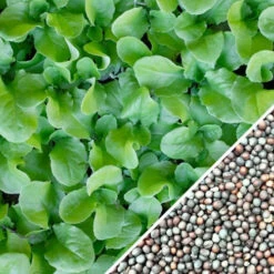 Mustard - Tendergreen 19 Mustard - Tendergreen -Speed now Mustard Tendergreen seeds