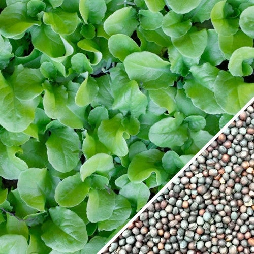 Mustard - Tendergreen 11 Mustard - Tendergreen - Image 9