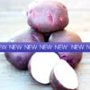 Potato (Early-Season) - Purple Viking (ORGANIC) -Speed now NEWVIKINGPURPLE