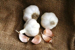 Garlic - (Soft Neck) Nootka Rose -Speed now Nootka Rose Garlic Organic Softneck