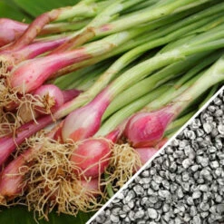 Onion - Crimson Forest (Bunching) -Speed now Onion Crimson Forest seeds