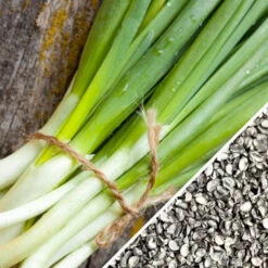 Onion - Evergreen (Bunching) 19 Onion - Evergreen (Bunching) -Speed now Onion Evergreen Bunching seeds 3428127a 0f9c 41a7 bf9a d1e45314db7a