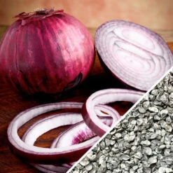 Onion - Red Burgundy (Short Day) 12 Onion - Red Burgundy (Short Day) -Speed now Onion Red Burgundy seeds d0576059 c675 4e32 9bdf 01fa9f5fb8e3
