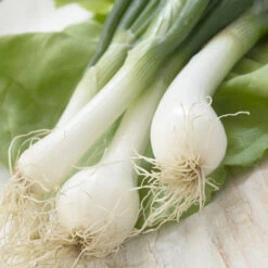 Onion - Lisbon, White (Bunching) -Speed now Onion White Lisbon Bunching seeds