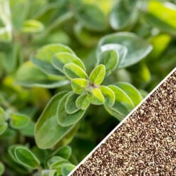 Oregano - Greek -Speed now Oregano Greek seeds