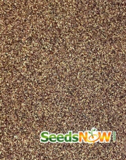 Oregano - Greek -Speed now Oregano Greek seeds 2