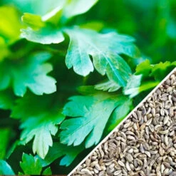 Parsley - Dark Green Italian Giant 17 Parsley - Dark Green Italian Giant -Speed now Parsley Dark Green Italian seeds