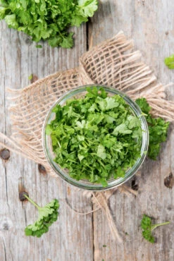 Parsley - Evergreen 14 Parsley - Evergreen -Speed now Parsley Evergreen seeds 2