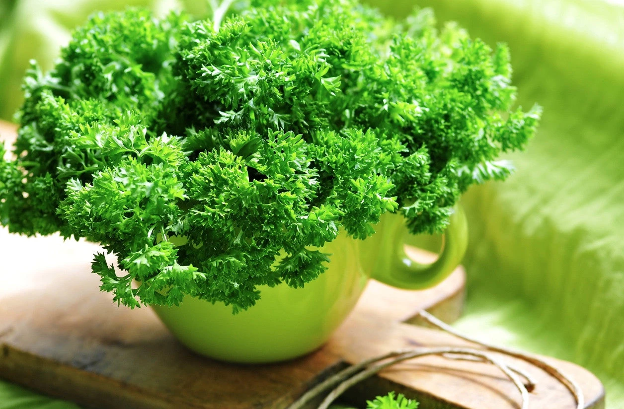 Parsley - Evergreen 7 Parsley - Evergreen - Image 5