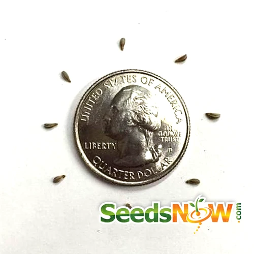 Parsley - Evergreen 4 Parsley - Evergreen - Image 2