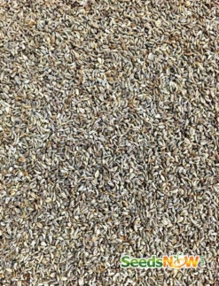 Parsley - Evergreen 11 Parsley - Evergreen -Speed now Parsley Evergreen seeds now 3